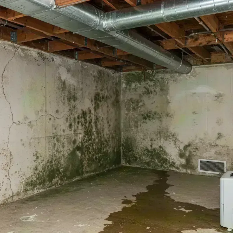 Professional Mold Removal in Woodland Park, CO